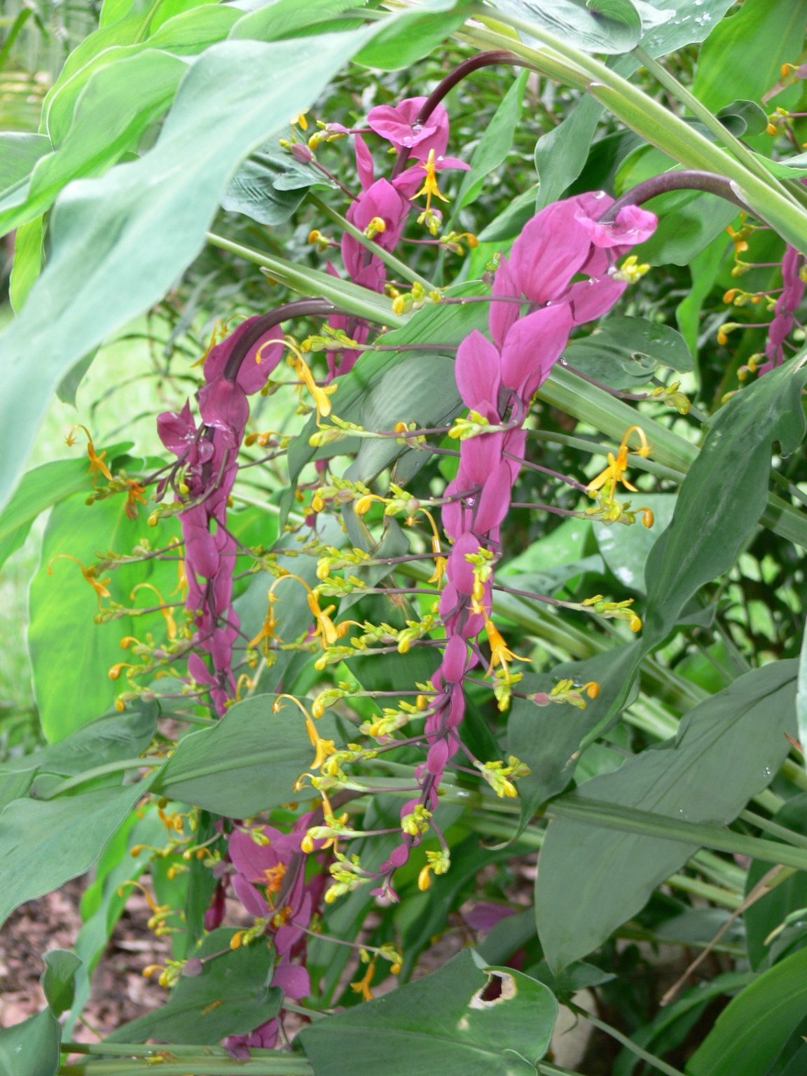 Globba ' Giant Lavender"