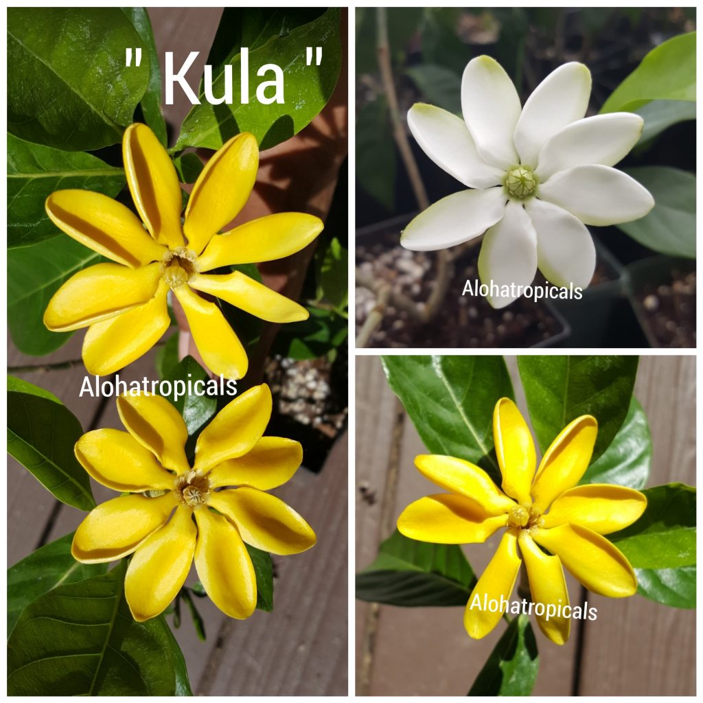 Gardenia Tubiferi Kula