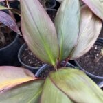 large leaves green and brownish red margins