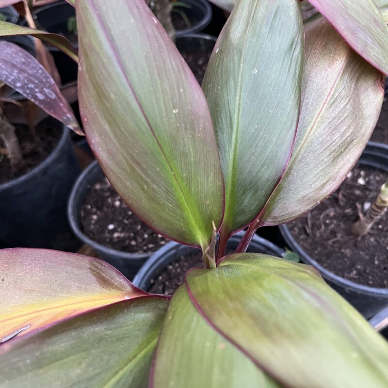 large leaves green and brownish red margins