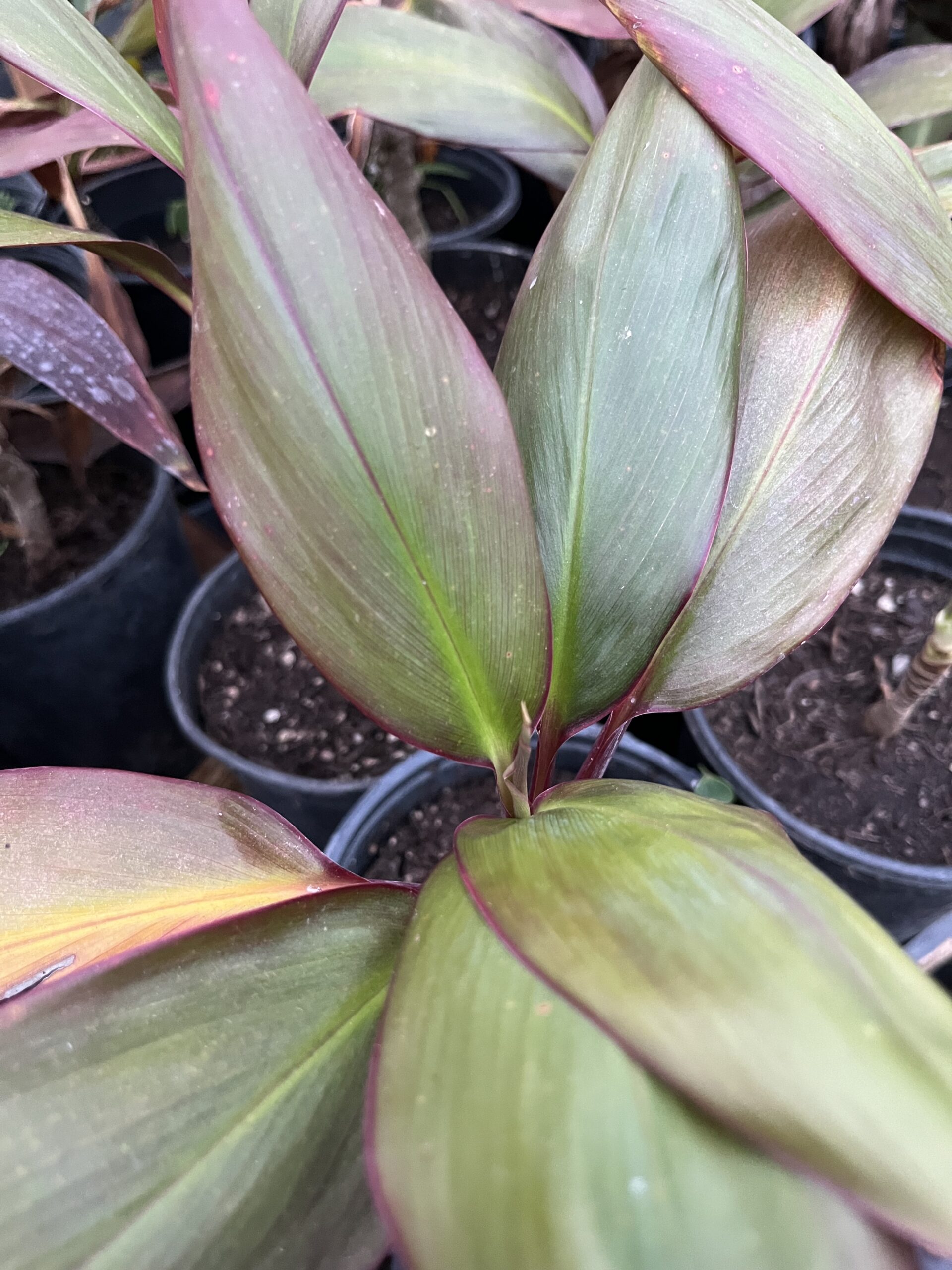 large leaves green and brownish red margins