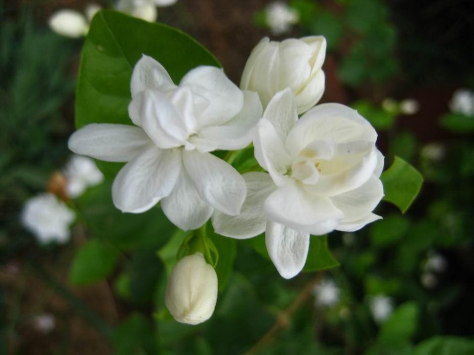 Jasmine "Double White"