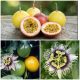 Passiflora Edulis Flavicarpa Lilikoi