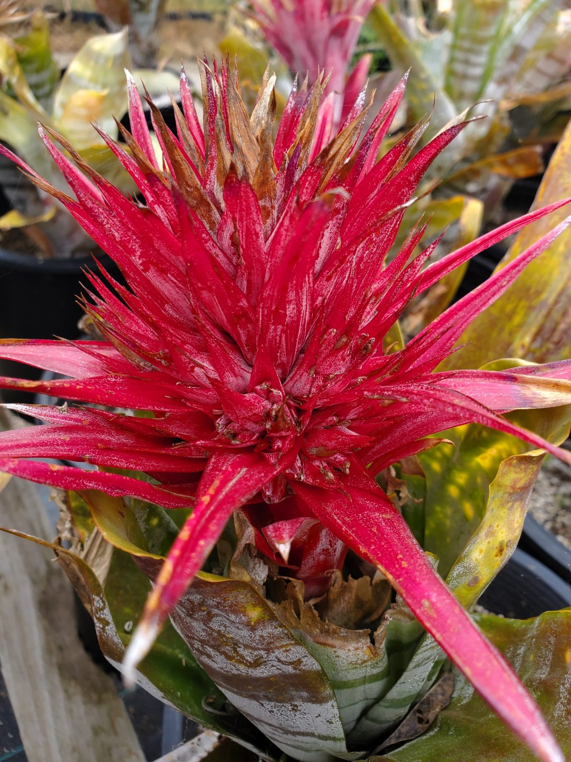 Bromeliad Guzmania Red Magnifica