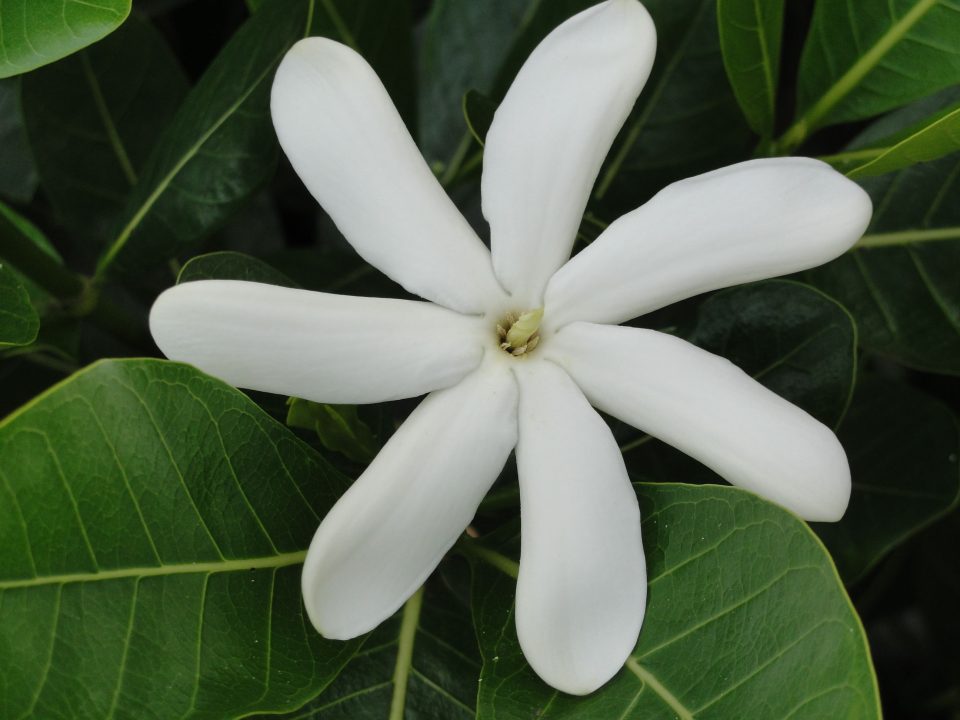 Gardenia Taitensis " Tiare Tahiti"