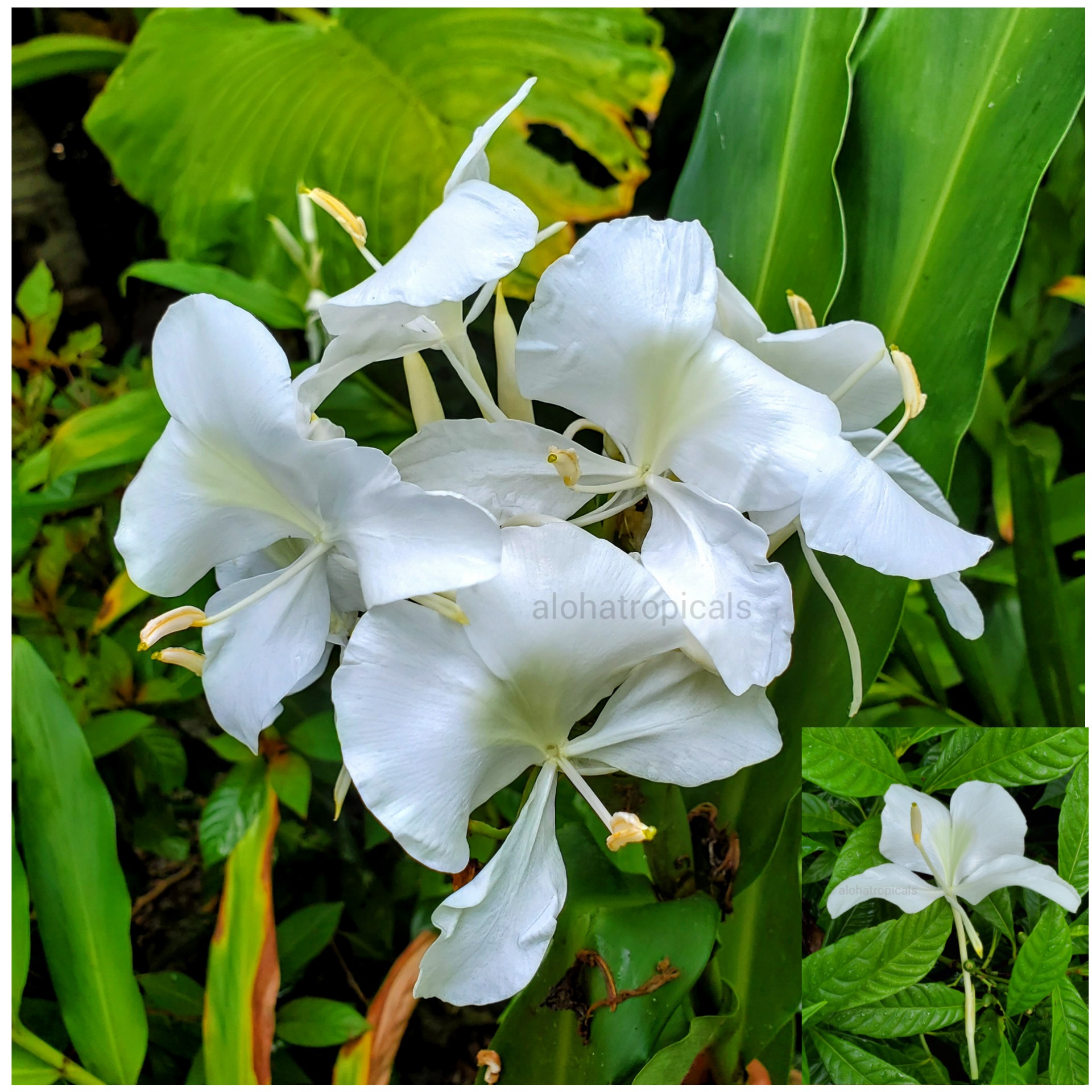 Hedychium Coronarium White Butterfly – Aloha Tropicals
