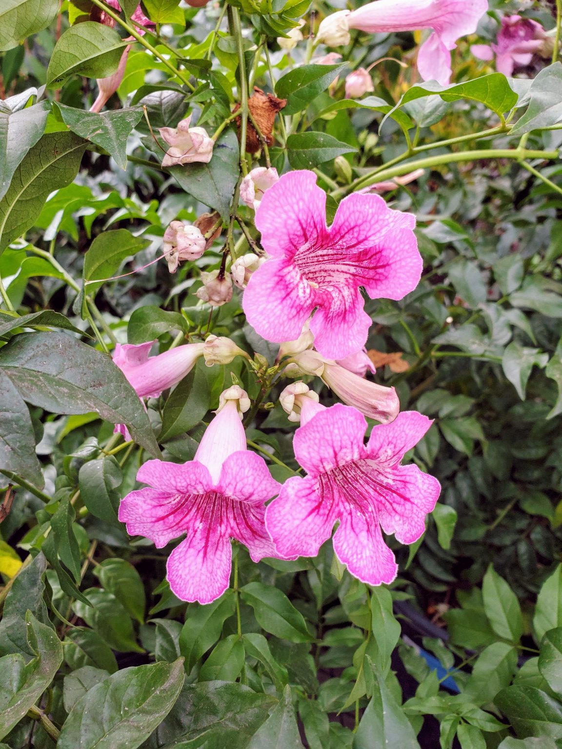 Podranea Bycei Zimbabwe Creeper