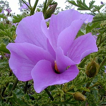 Alyogyne Huegelii Blue Hibiscus