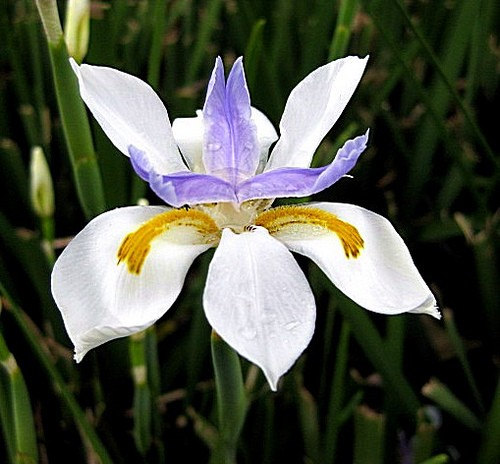 Dietes Iridiodes African Iris
