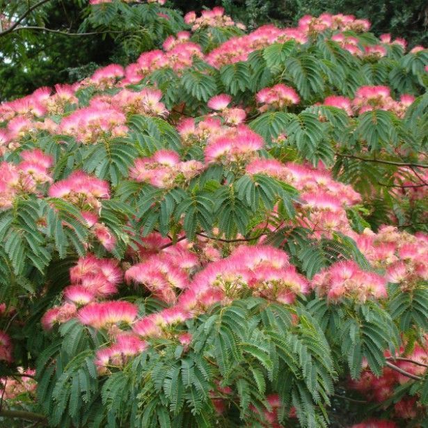 Albizzia Julibrissin Pink Silk Tree