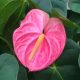 Anthurium "Haiti Pink"
