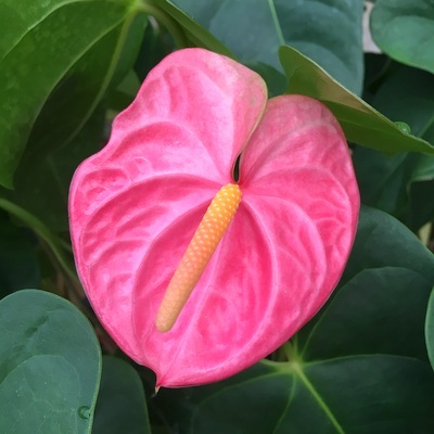 Anthurium "Haiti Pink"