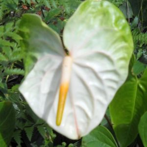 Anthurium "Maunakea White"