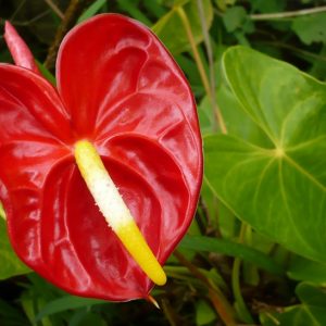 Anthurium "Miami Beauty Red"