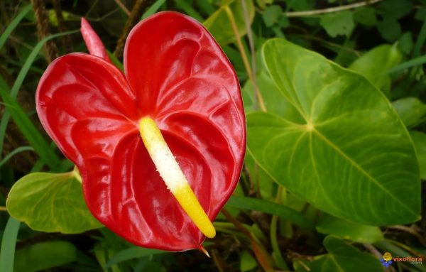 Anthurium "Miami Beauty Red"