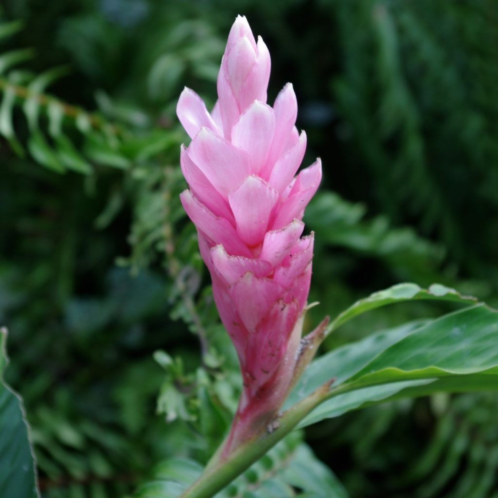 Alpinia Purpurata Pink Ginger