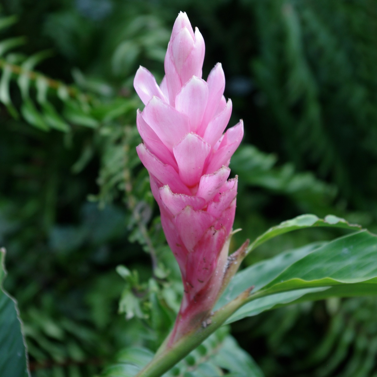 Alpinia Purpurata Pink  Ginger  Aloha Tropicals