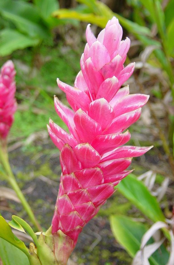 Alpinia Purpurata Tomi Pink Ginger