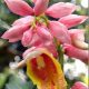 Alpinia Sp.Giant Pink Shell' Malaccensis