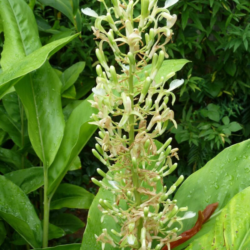 Alpinia Tai Galanga