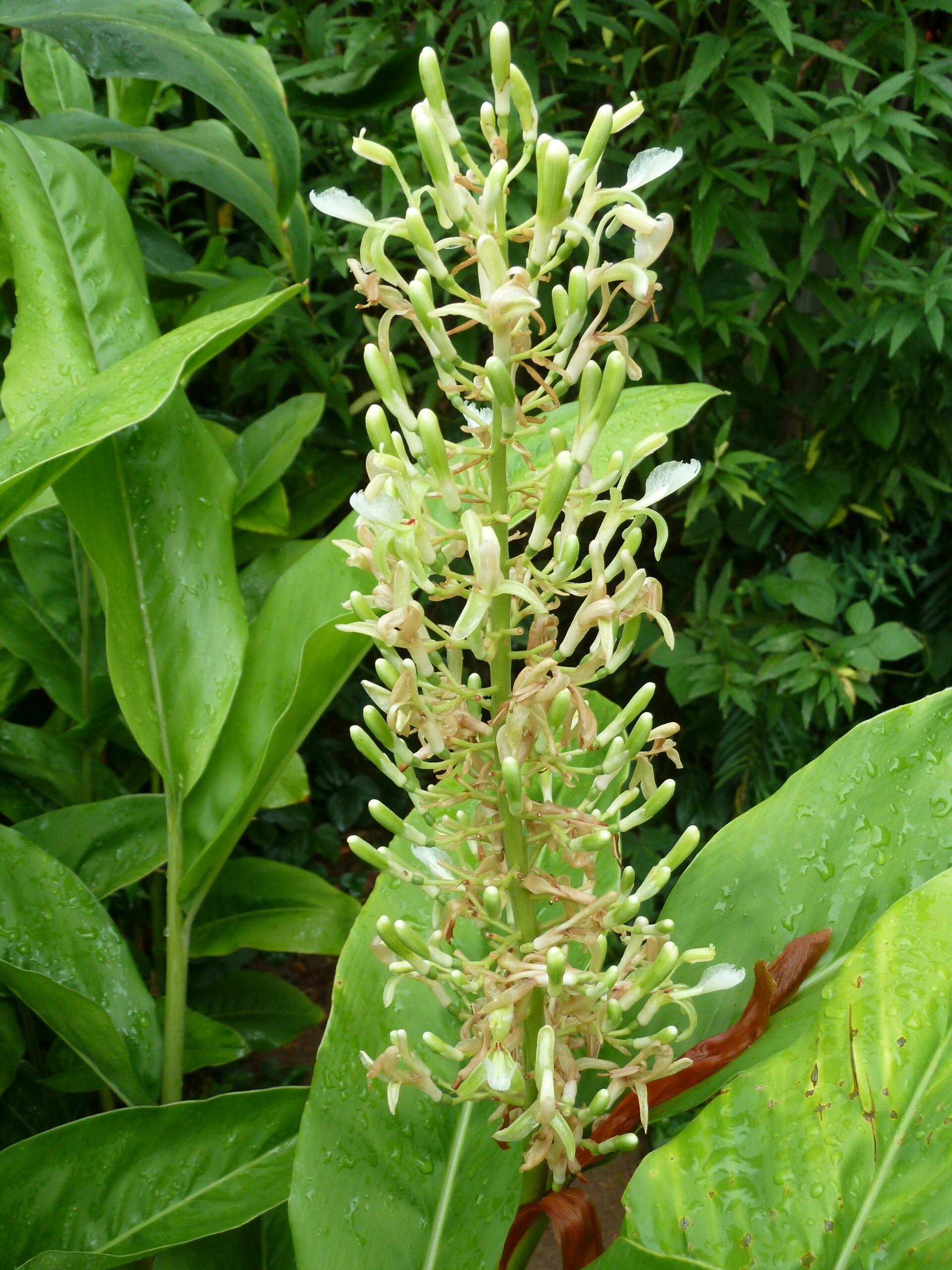 Alpinia Tai Galanga