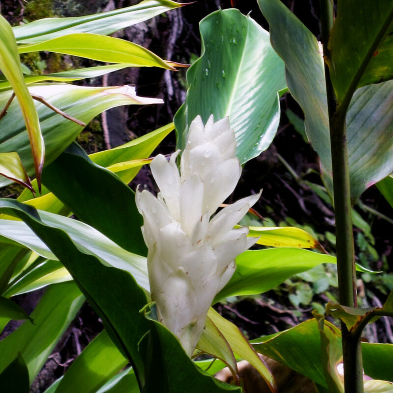 Alpinia Purpurata Madikeri White Ginger