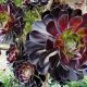Aeonium Purple Rosette