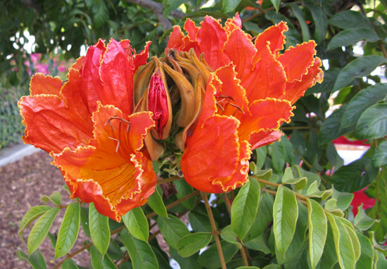 Spathodea Campanulata African Tulip Tree