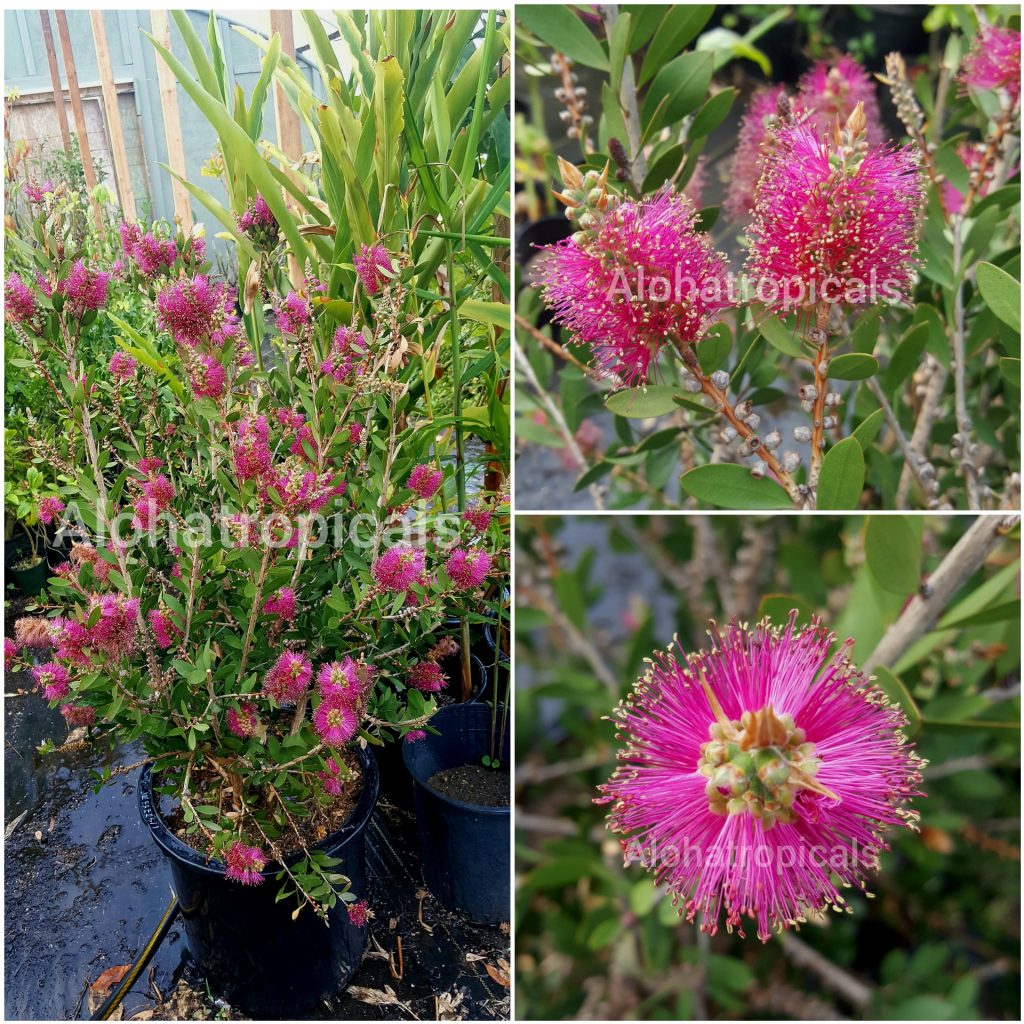 Callistemon Viminalis Neon Pink Bottle Bush