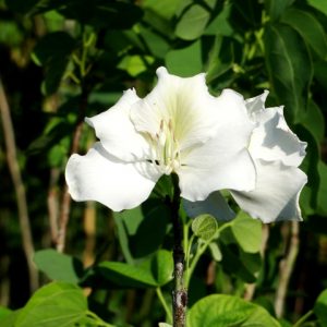 Bauhinia Variegata White