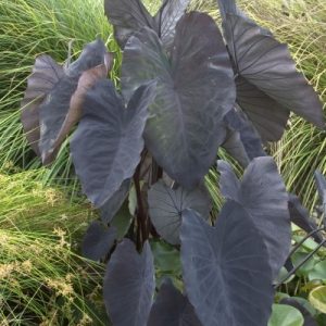 Colocasia Esculenta Black Magic
