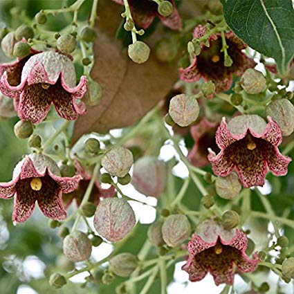 Brachychiton Populneus  Bottle Tree