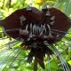 Tacca Chantrieri Bat Flower Black Tacca 