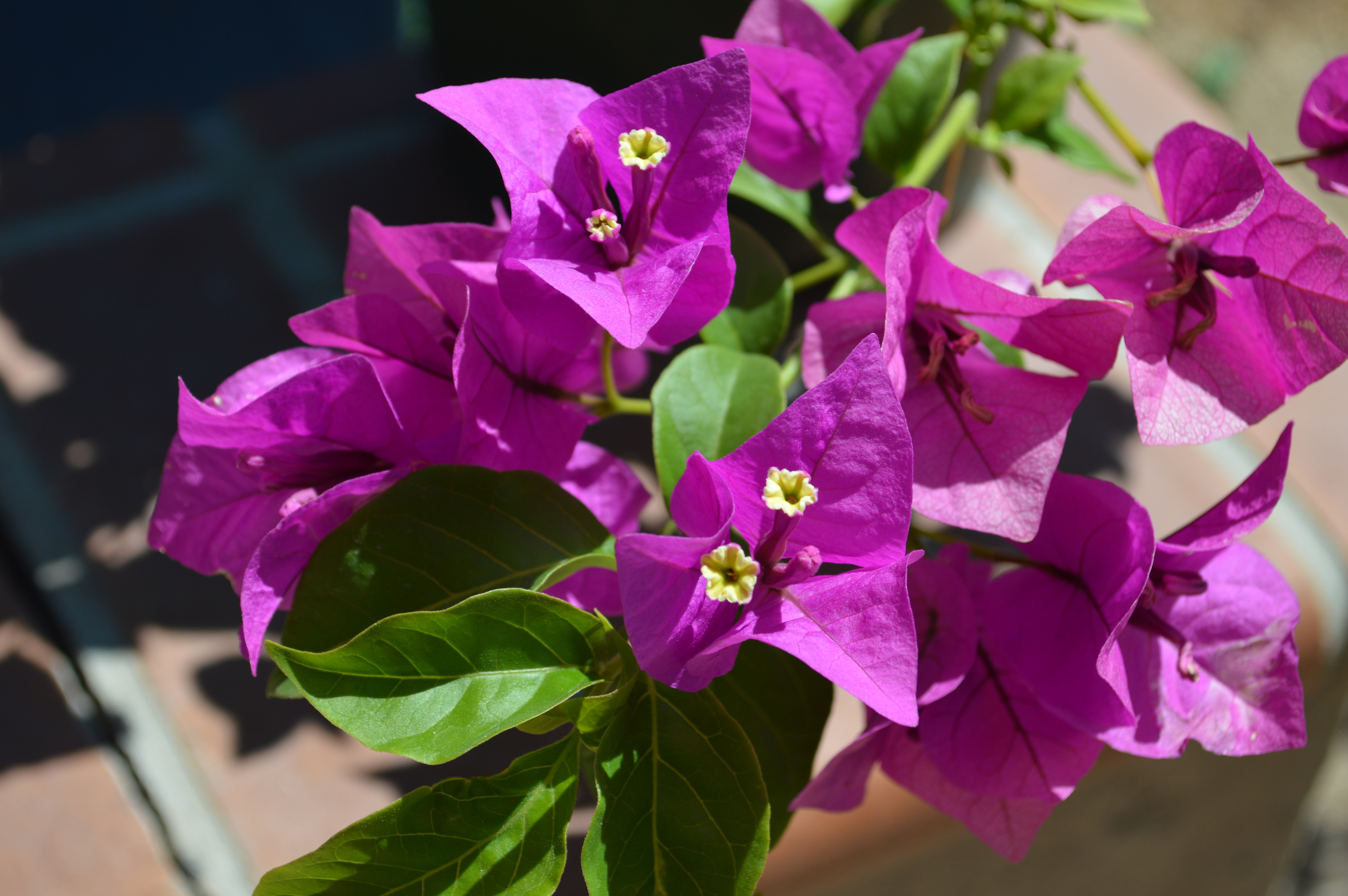 Bougainvillea Brasiliensis Royal Purple - Aloha Tropicals