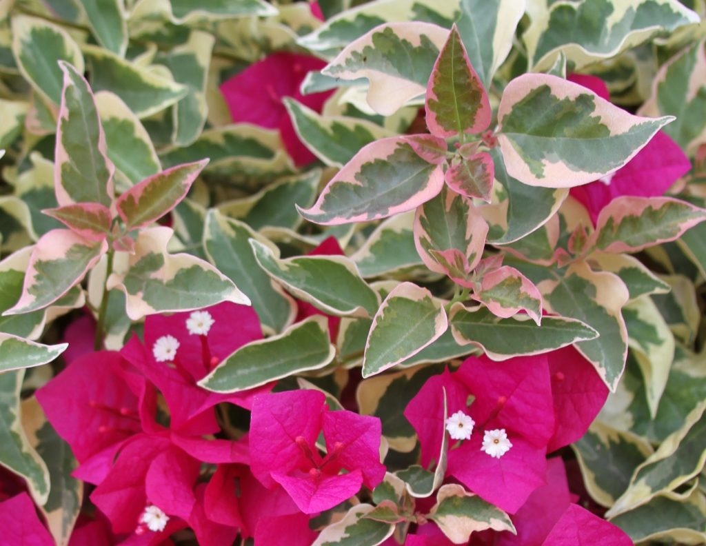 Bougainvilla "Rasberry Ice"