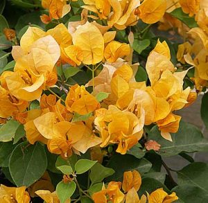 Bougainvillea Gold – Aloha Tropicals