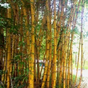 Bambusa Vulgaria  Vittata Painted Bamboo)