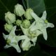Calotropis Gigantea Crown Flower White