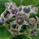 Calotropis Gigantea Crown Flower Purple