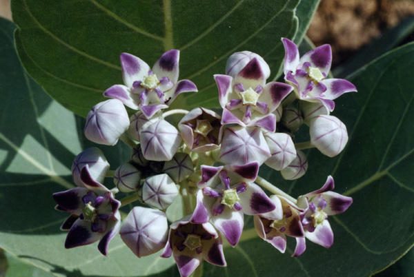 Calotropis Procera Purple-White Crown Flower