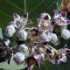 Calotropis Procera Purple-White Crown Flower