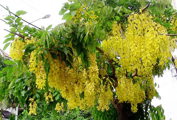Cassia Fistula Golden Shower Tree 
