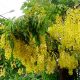 Cassia Fistula Golden Shower Tree 