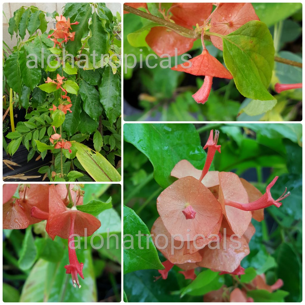 Chinese Hat Plant Holmskioldia Sanguinea