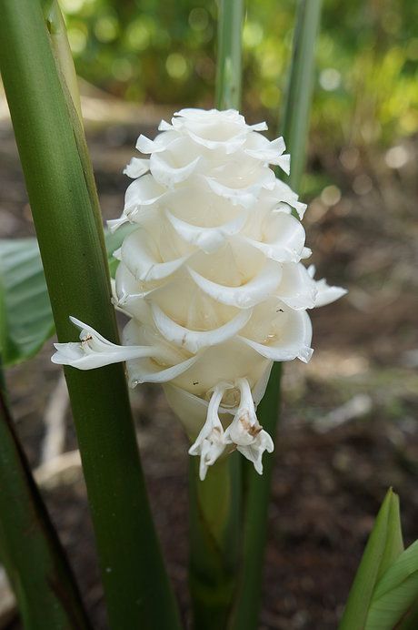 Calathea Burlemarxii White Ice