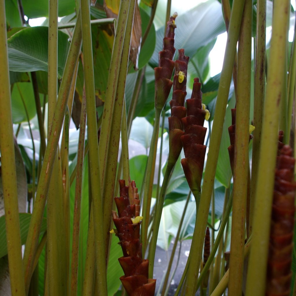 Calathea Lutea Cigar