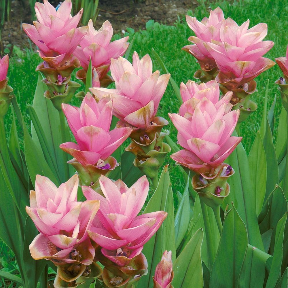 Curcuma Alismatifolia Chaingmai Pink