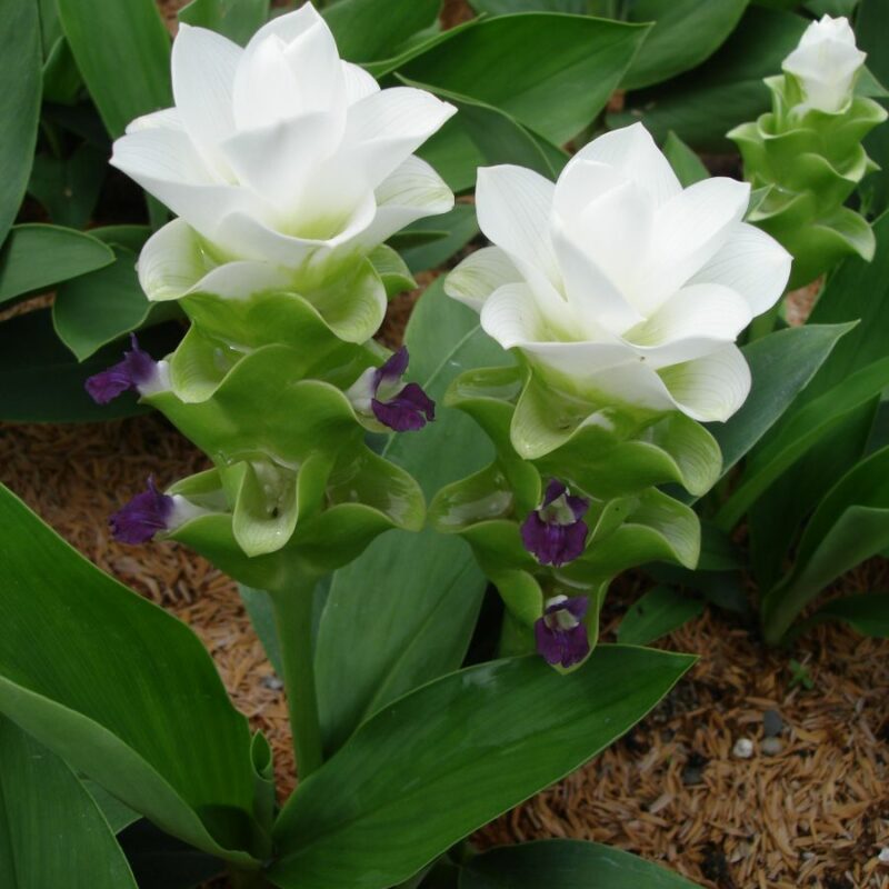 Curcuma Thorellii Chaing Mai Snow