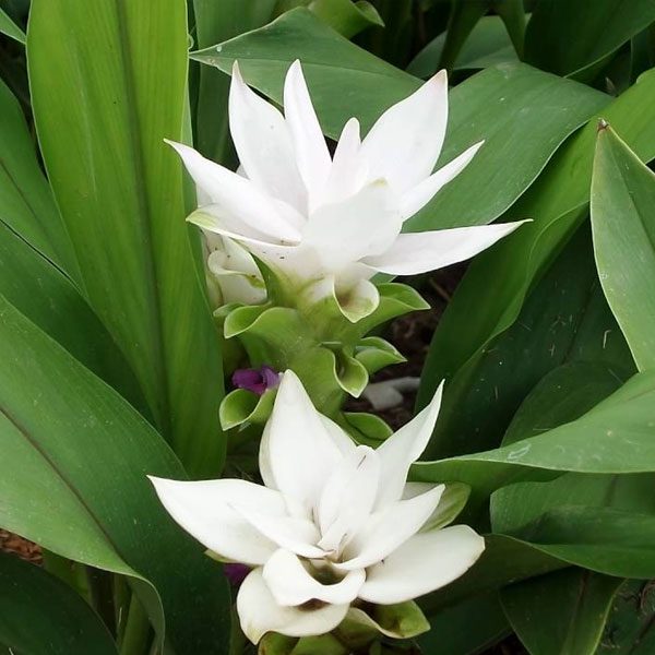 Curcuma Alismatifolia Chaingmai White