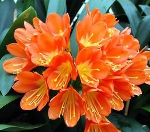 Clivia Miniata Kaffir Lily Orange